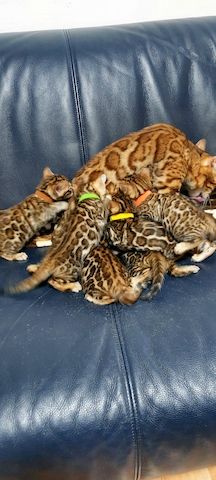 Bengal katze