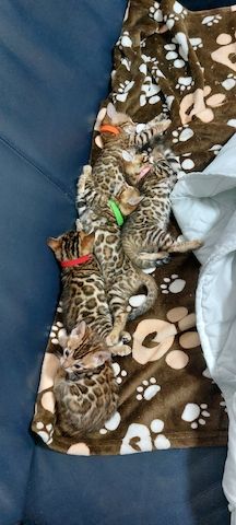 Bengal katze