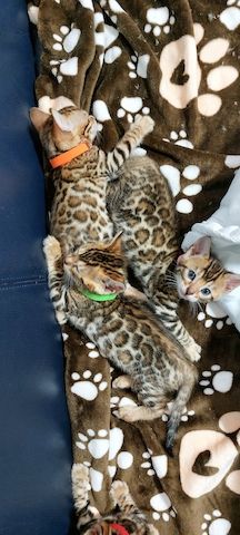 Bengal katze