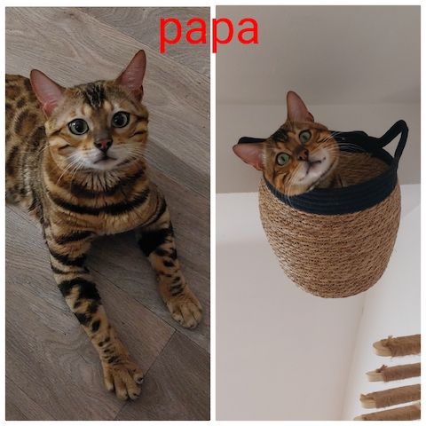 Bengal katze