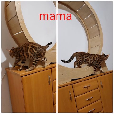 Bengal katze
