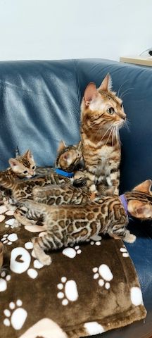 Bengal katze