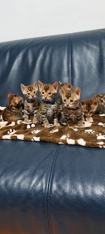 Bengal katze