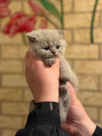 Bkh Kitten kurzhaar