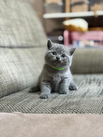 Bkh Kitten kurzhaar