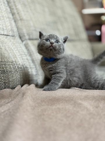 Bkh Kitten kurzhaar