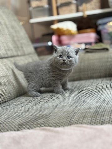 Bkh Kitten kurzhaar