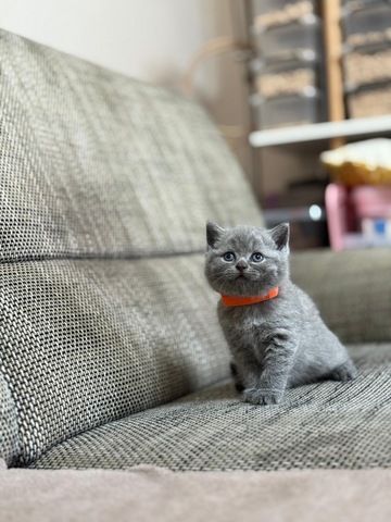 Bkh Kitten kurzhaar