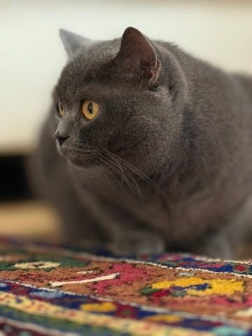 Bkh Kitten kurzhaar
