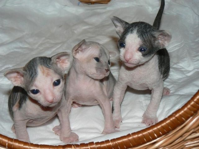 Farbenfrohe Sphynx-Kätzchen!