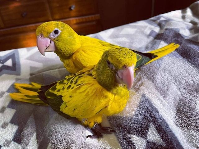 Bavaria Conure Papageien