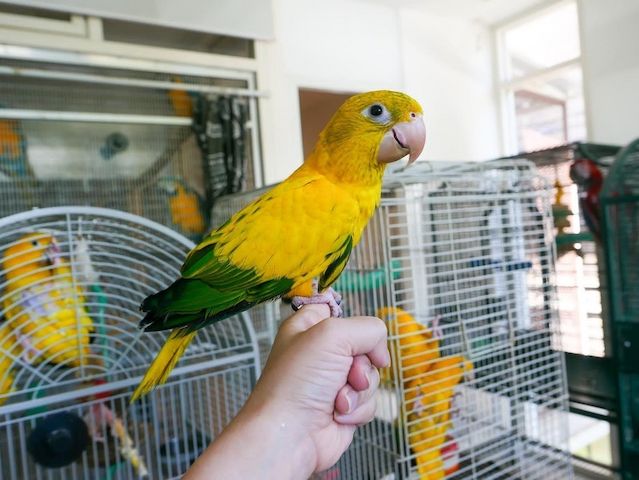 Bavaria Conure Papageien