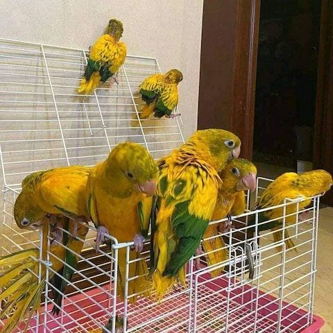 Bavaria Conure Papageien