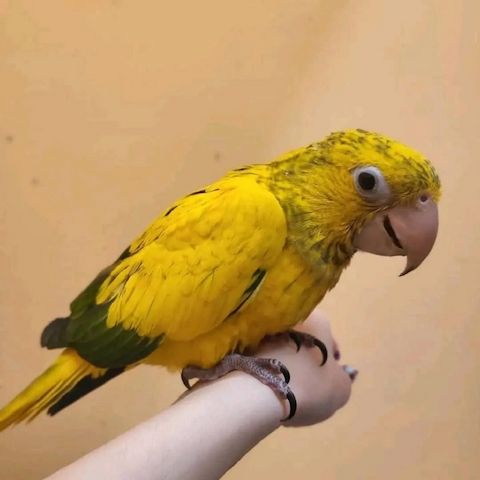Bavaria Conure Papageien