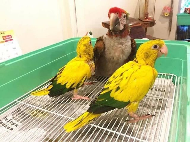 Bavaria Conure Papageien