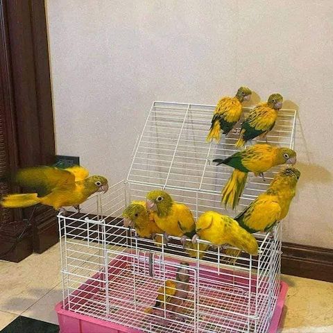 Bavaria Conure Papageien
