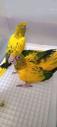 Bavaria Conure Papageien
