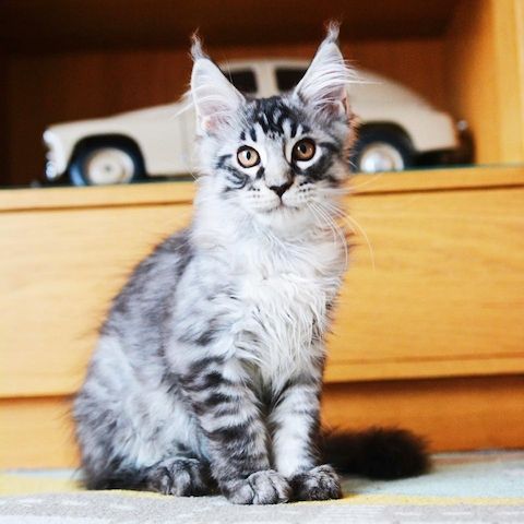 Maine Coon Lady mit Stammbaum sucht ein perfektes Zuhause