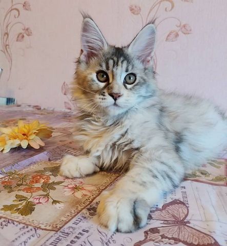 Maine Coon Lady mit Stammbaum sucht ein perfektes Zuhause