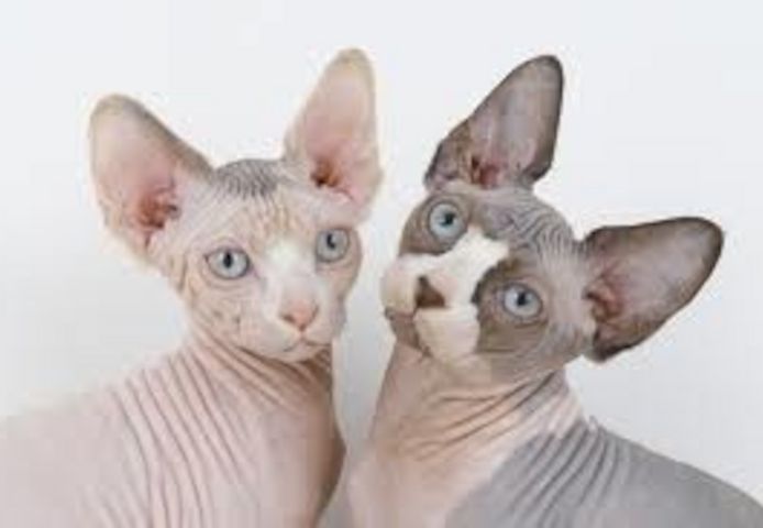 Super Sphynx Kätzchen verfügbar