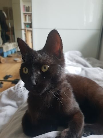 Milazo & Romana – Verschmustes Kittenpärchen sucht liebevolles Zuhause