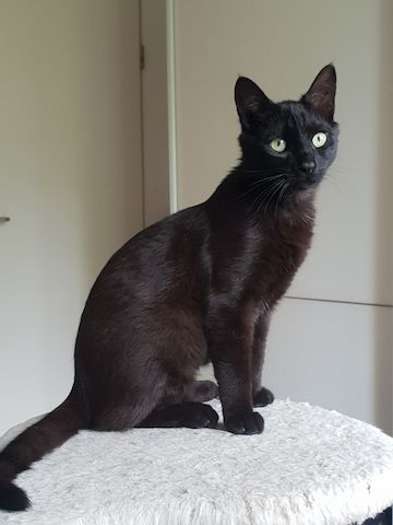 Milazo & Romana – Verschmustes Kittenpärchen sucht liebevolles Zuhause