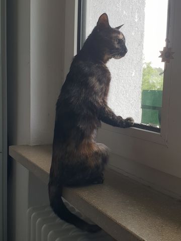 Milazo & Romana – Verschmustes Kittenpärchen sucht liebevolles Zuhause