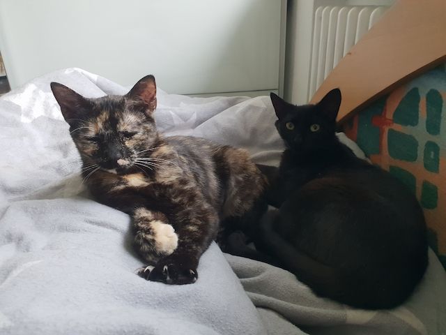 Milazo & Romana – Verschmustes Kittenpärchen sucht liebevolles Zuhause