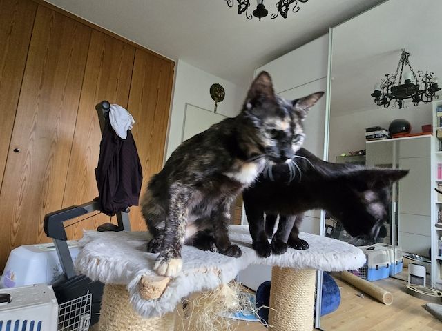 Milazo & Romana – Verschmustes Kittenpärchen sucht liebevolles Zuhause