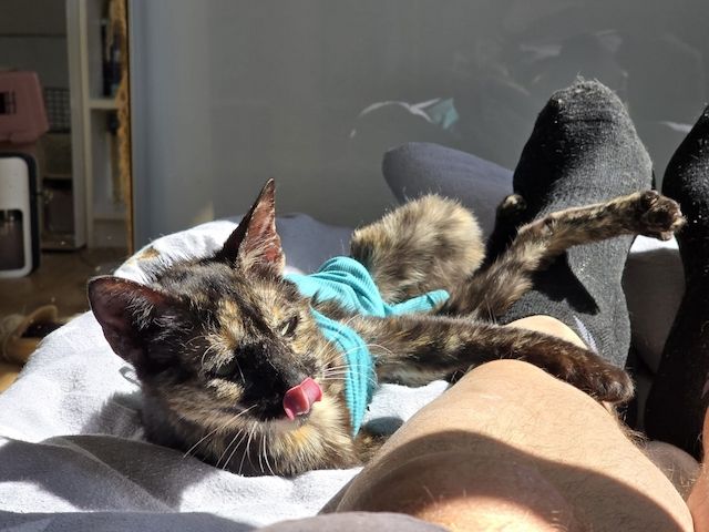 Milazo & Romana – Verschmustes Kittenpärchen sucht liebevolles Zuhause
