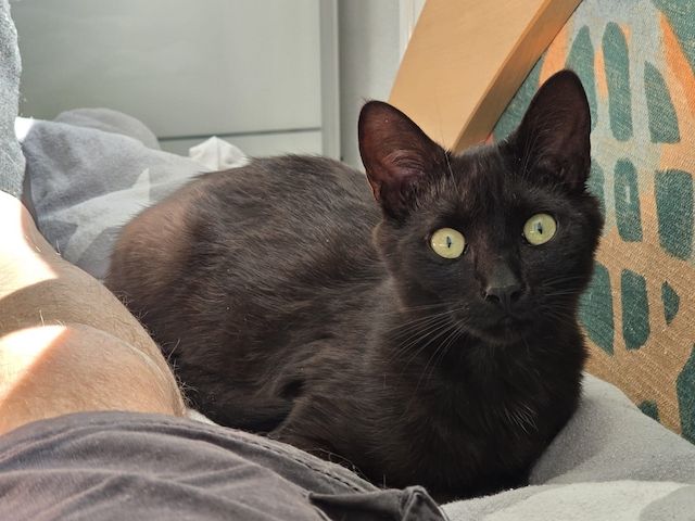 Milazo & Romana – Verschmustes Kittenpärchen sucht liebevolles Zuhause