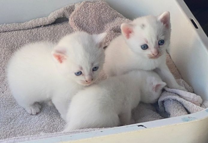 Einzigartiger weißer  Baby-Kater Mutter Kaho Manee -BKH - Mix Vater Maine Coone  BKH Mix 300€