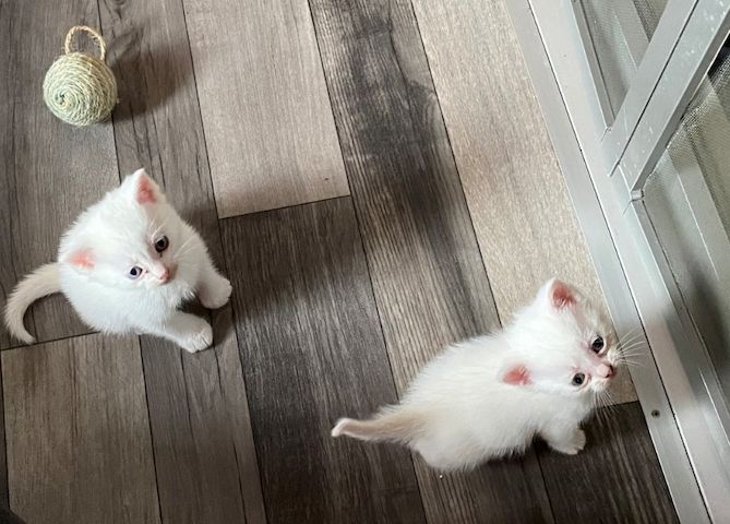Einzigartiger weißer  Baby-Kater Mutter Kaho Manee -BKH - Mix Vater Maine Coone  BKH Mix 300€
