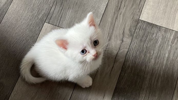 Einzigartiger weißer  Baby-Kater Mutter Kaho Manee -BKH - Mix Vater Maine Coone  BKH Mix 300€