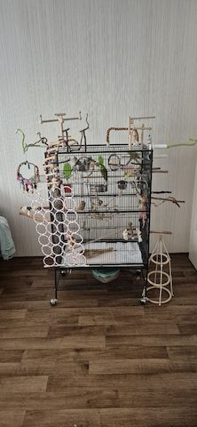 Wellensittich 6 mit Käfig und Zubehör