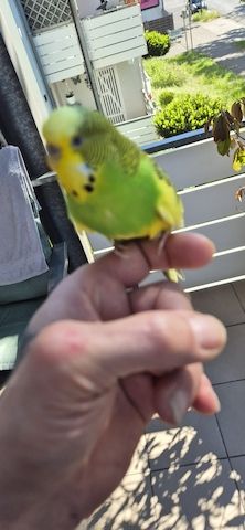 Wellensittich 6 mit Käfig und Zubehör