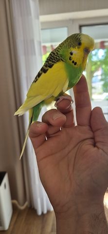 Wellensittich 6 mit Käfig und Zubehör