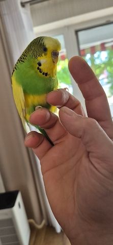 Wellensittich 6 mit Käfig und Zubehör