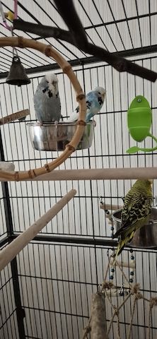 Wellensittich 6 mit Käfig und Zubehör