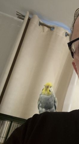 Wellensittich 6 mit Käfig und Zubehör