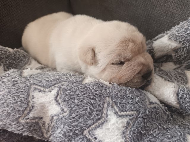 Shar Pei Welpen geb 25.04.25 reinrassig Hündin 