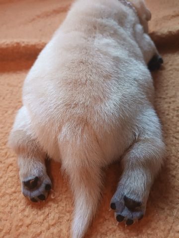 Shar Pei Welpen geb 25.04.25 reinrassig Hündin 