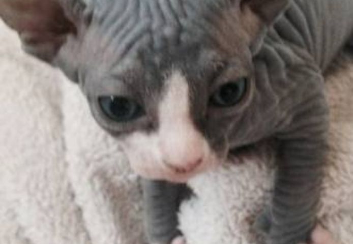 Sphynx-Kätzchen