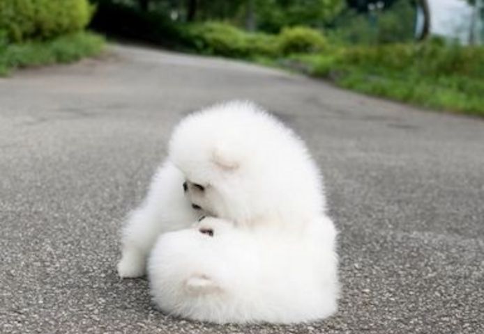 MINI POMERANIAN ZWERGSPITZ BOO WELPEN ZUM VERSCHENKEN