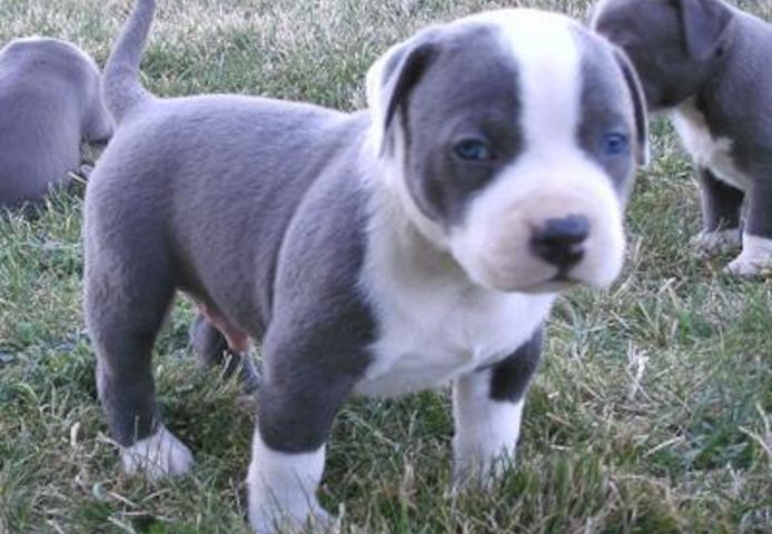 American Blue-Line Pit Bull Terrier Welpen W M
