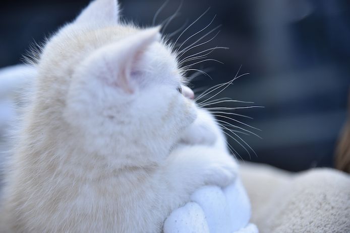 Reinrassige BKH-Kitten mit Stammbaum (geimpft, gechippt, Gesundheitszeugnis) - M,  red tabby