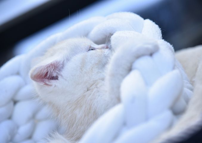 Reinrassige BKH-Kitten mit Stammbaum (geimpft, gechippt, Gesundheitszeugnis) - M,  red tabby