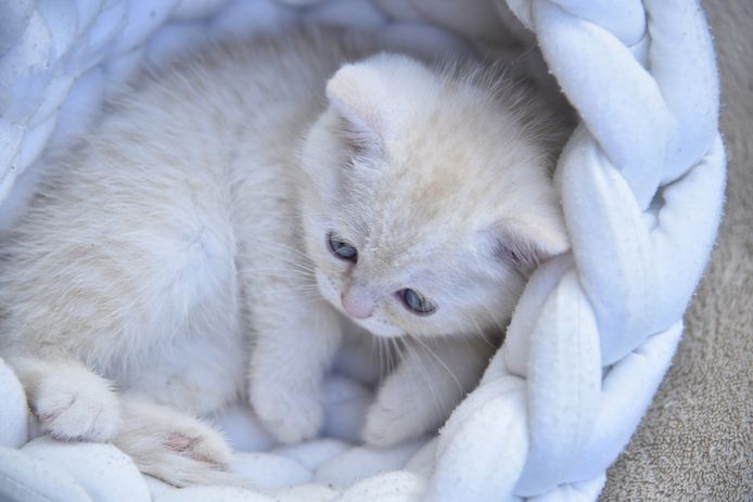 Reinrassige BKH-Kitten mit Stammbaum (geimpft, gechippt, Gesundheitszeugnis) - M,  red tabby