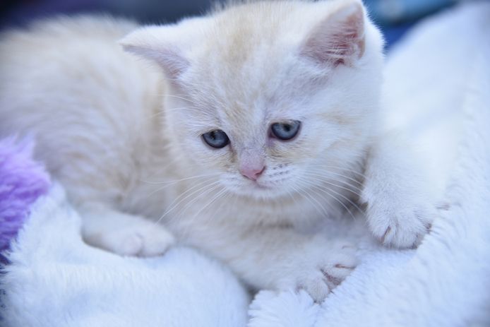 Reinrassige BKH-Kitten mit Stammbaum (geimpft, gechippt, Gesundheitszeugnis) - M,  red tabby