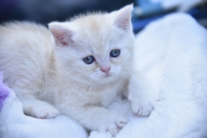Reinrassige BKH-Kitten mit Stammbaum (geimpft, gechippt, Gesundheitszeugnis) - M,  red tabby